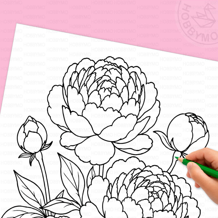 Peony coloring page