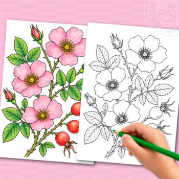 Wild rose coloring page